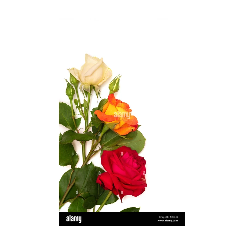 3roses